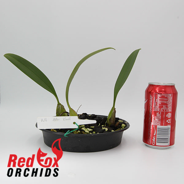 Bulbophyllum allenkerrii