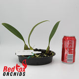 Bulbophyllum allenkerrii