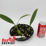 Bulbophyllum allenkerrii