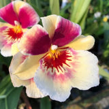 Miltoniopsis Banana Fandango 'Faded Memories'