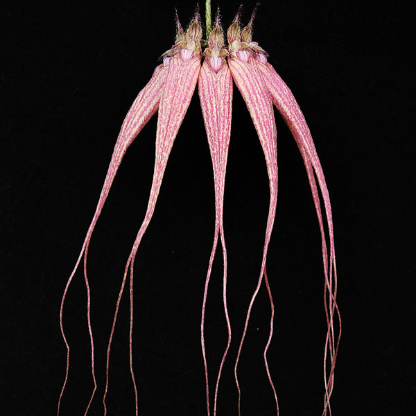 Bulbophyllum Elizabeth Ann Buckleberry