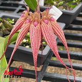 Bulbophyllum Elizabeth Ann Buckleberry
