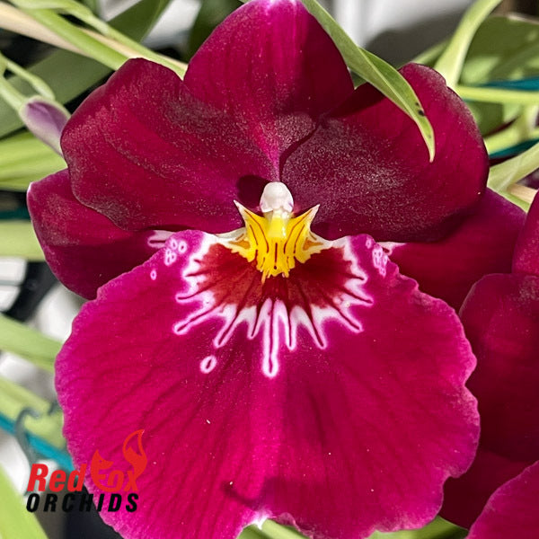 Miltoniopsis Bert Fields ‘Leash’ AM/AOS