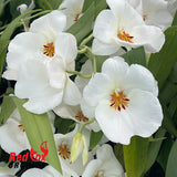 Miltoniopsis Up Country Puna 'Kea'au Star'