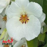 Miltoniopsis Up Country Puna 'Kea'au Star'