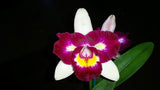 Rhyncholaeliocattleya Chyong Guu Linnet 'Smile' AM/AOS