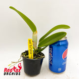 Rhyncholaeliocattleya Chyong Guu Linnet 'Smile' AM/AOS