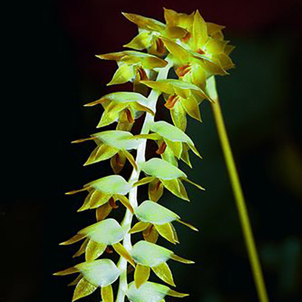 Dendrochilum macranthum