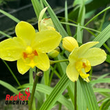 Spathoglottis 'Lemon Kiss'