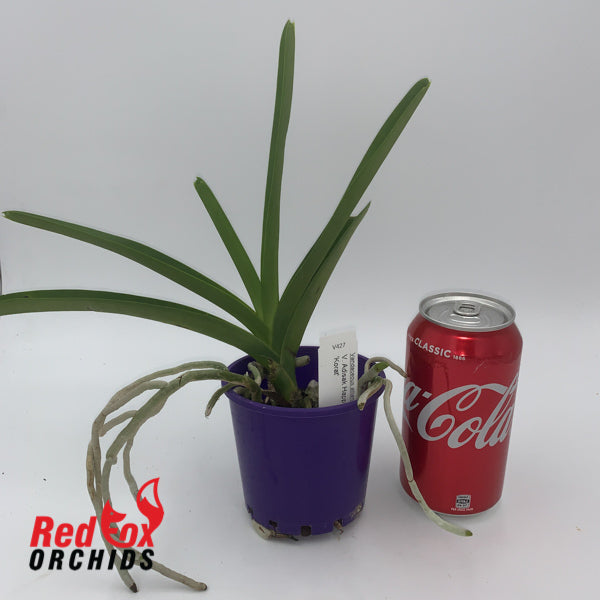 Vanda Adisak Happiness 'Korat'