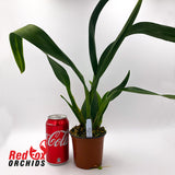 Oncidium Flaming Pole 'Okika'