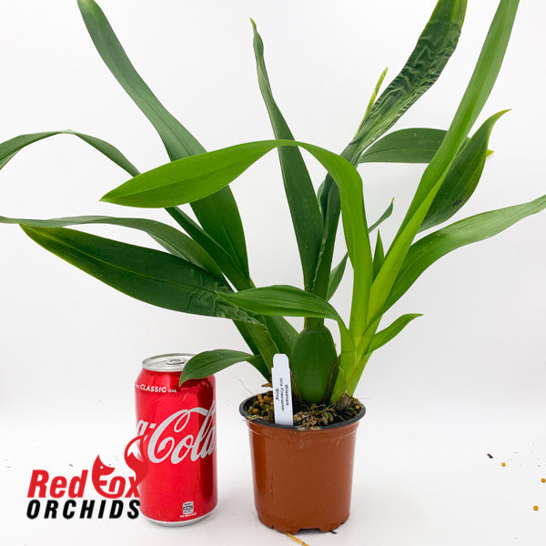 Wilsonara Hilo Firecracker 'Bling'