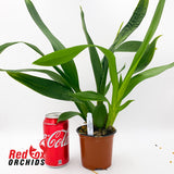 Wilsonara Hilo Firecracker 'Bling'