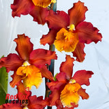 Wilsonara Hilo Firecracker 'Bling'