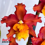 Wilsonara Hilo Firecracker 'Bling'