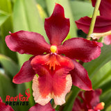 Wilsonara Hilo Firecracker 'Sangria'