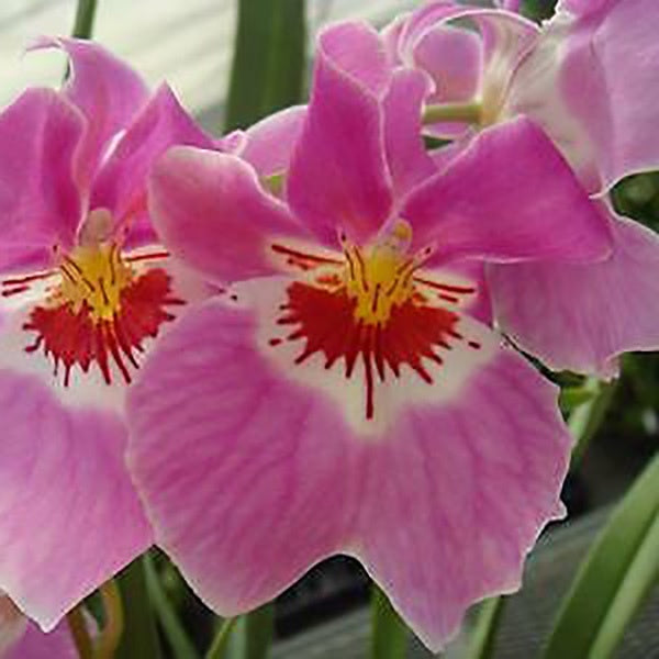 Miltoniopsis Woody Carlson 'Enduring Ardor'