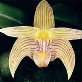 Bulbophyllum siamense