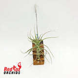 Tillandsia aeranthos