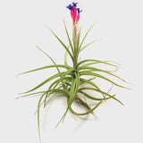 Tillandsia aeranthos