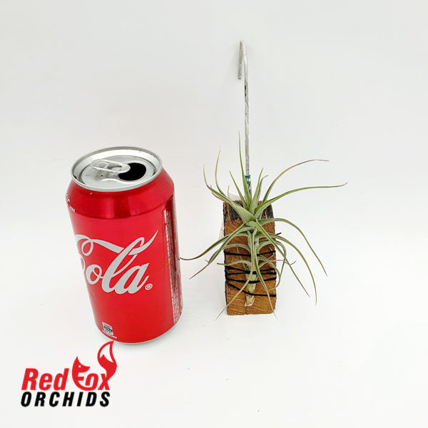 Tillandsia aeranthos