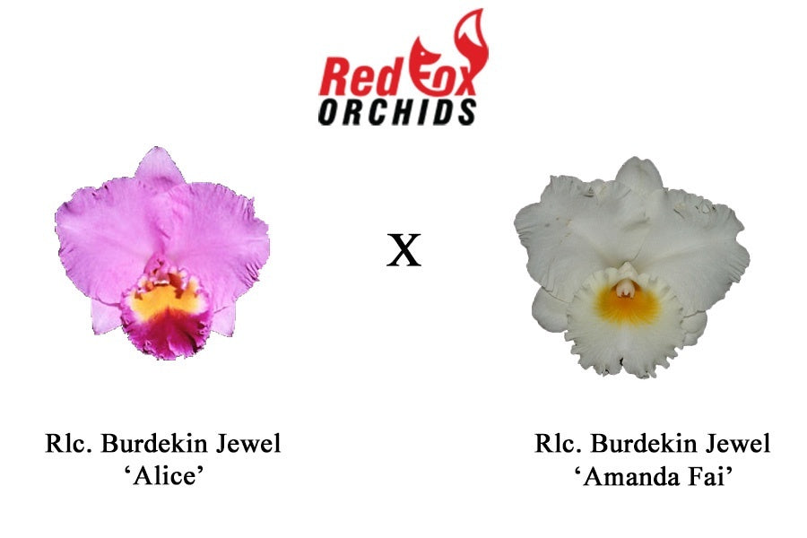 Rlc. Burdekin Jewel 'Alice' x Rlc. Burdekin Jewel 'Amanda Fai'