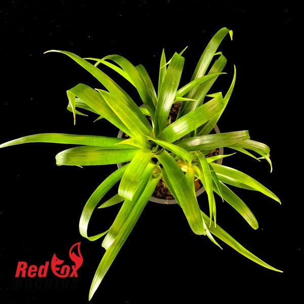 Vriesea Astrid