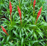Vriesea Astrid