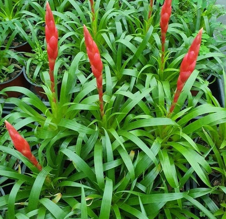 Vriesea Astrid
