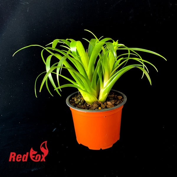 Vriesea Astrid