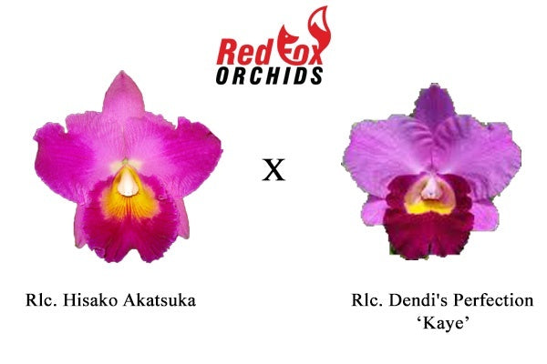 Rlc. Hisako Akatsuka x C. Dendi's Perfection 'Kaye'