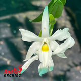 Dendrobium wilsonii