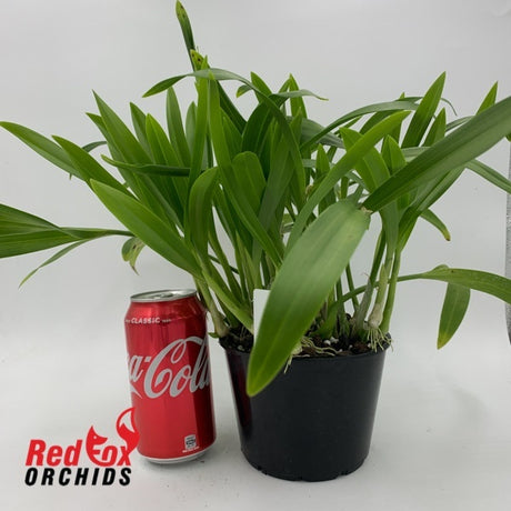 Liparis condylobulbon