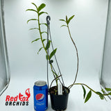 Dendrobium henryi