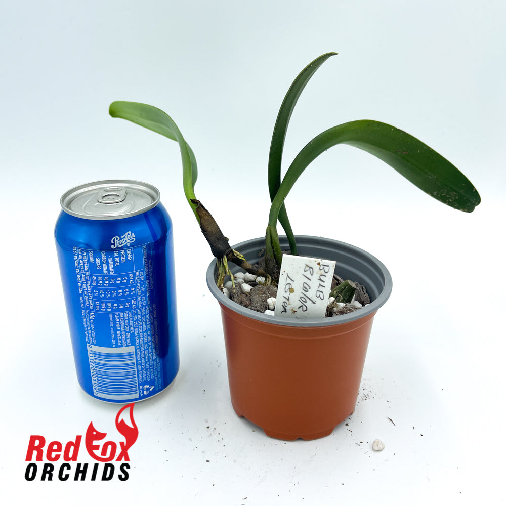Bulbophyllum bicolor