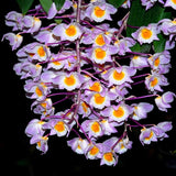 Dendrobium amabile