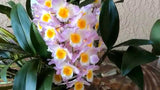 Dendrobium farmeri 'Pink'