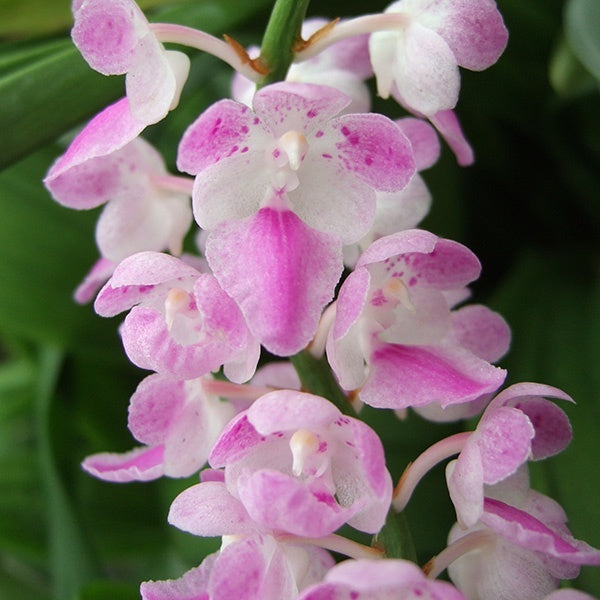 Aerides rosea