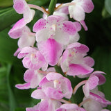 Aerides rosea