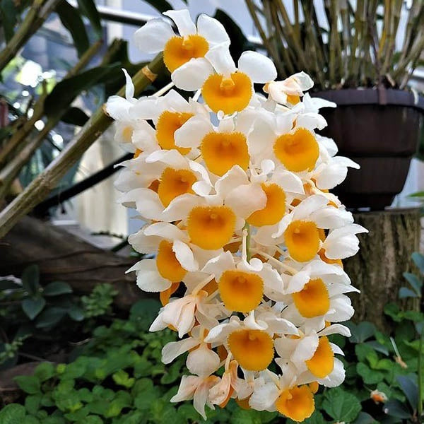 Dendrobium thyrsiflorum