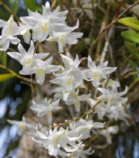 Dendrobium crumenatum