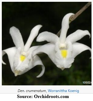 Dendrobium crumenatum