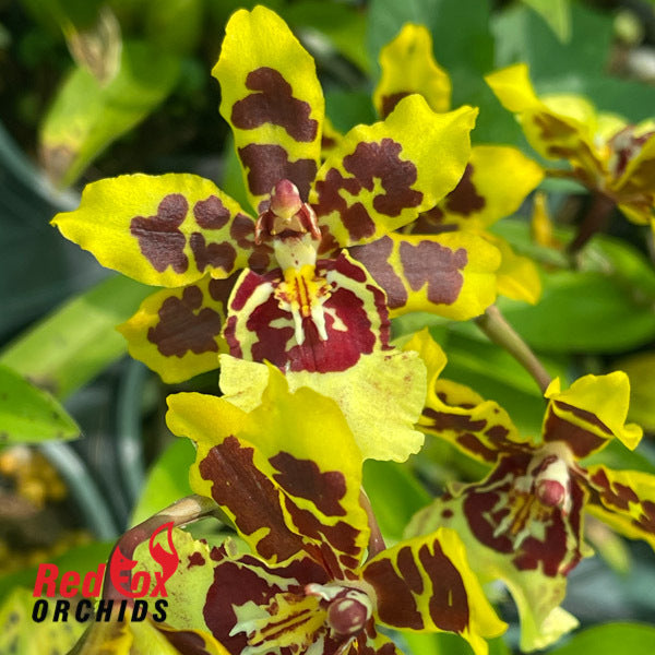 Odontocidium Wildcat '#13'