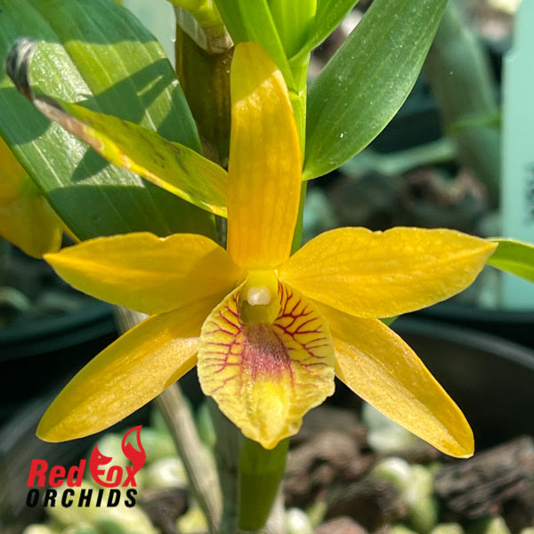 Dendrobium Stardust 'H & R'