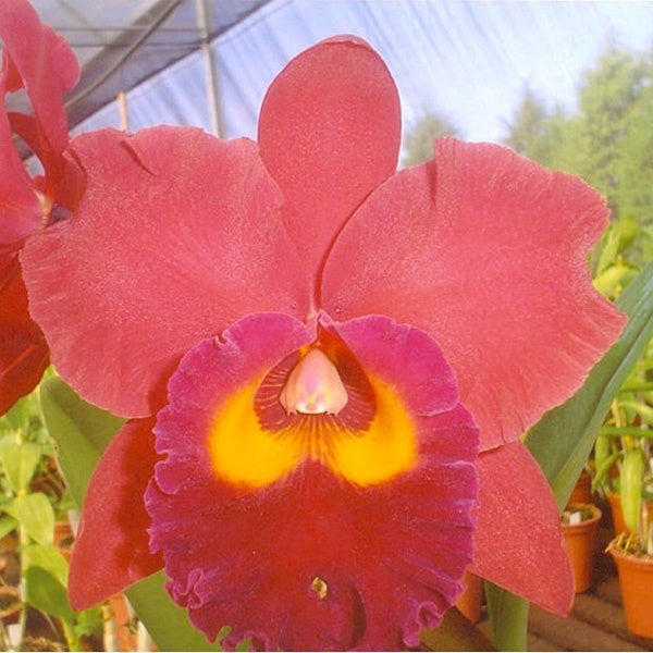 Rhyncholaeliocattleya Red Crab 'Kuan Miao'