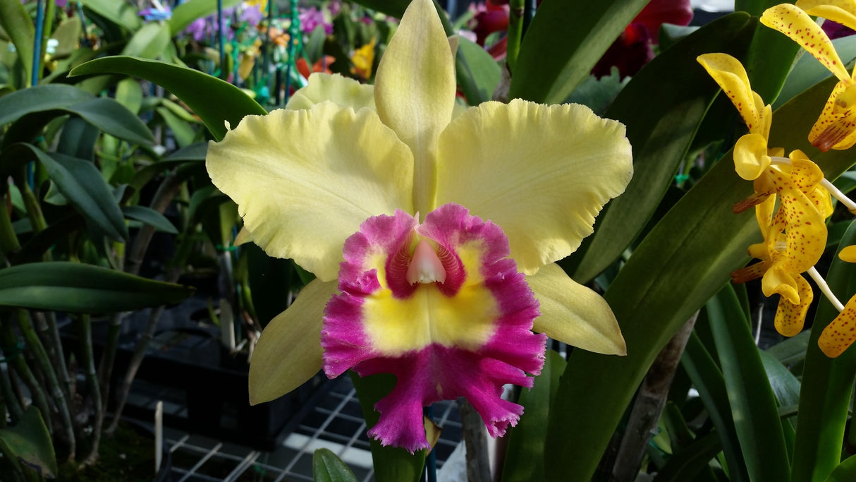 Rhyncholaeliocattleya Young Kong 'Sun #16' AM/AOS