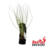 Tillandsia juncea