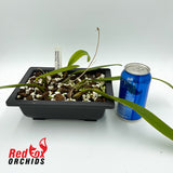 Bulbophyllum Worayuth White Fang