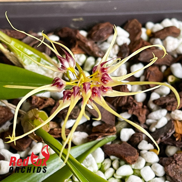 Bulbophyllum Worayuth White Fang