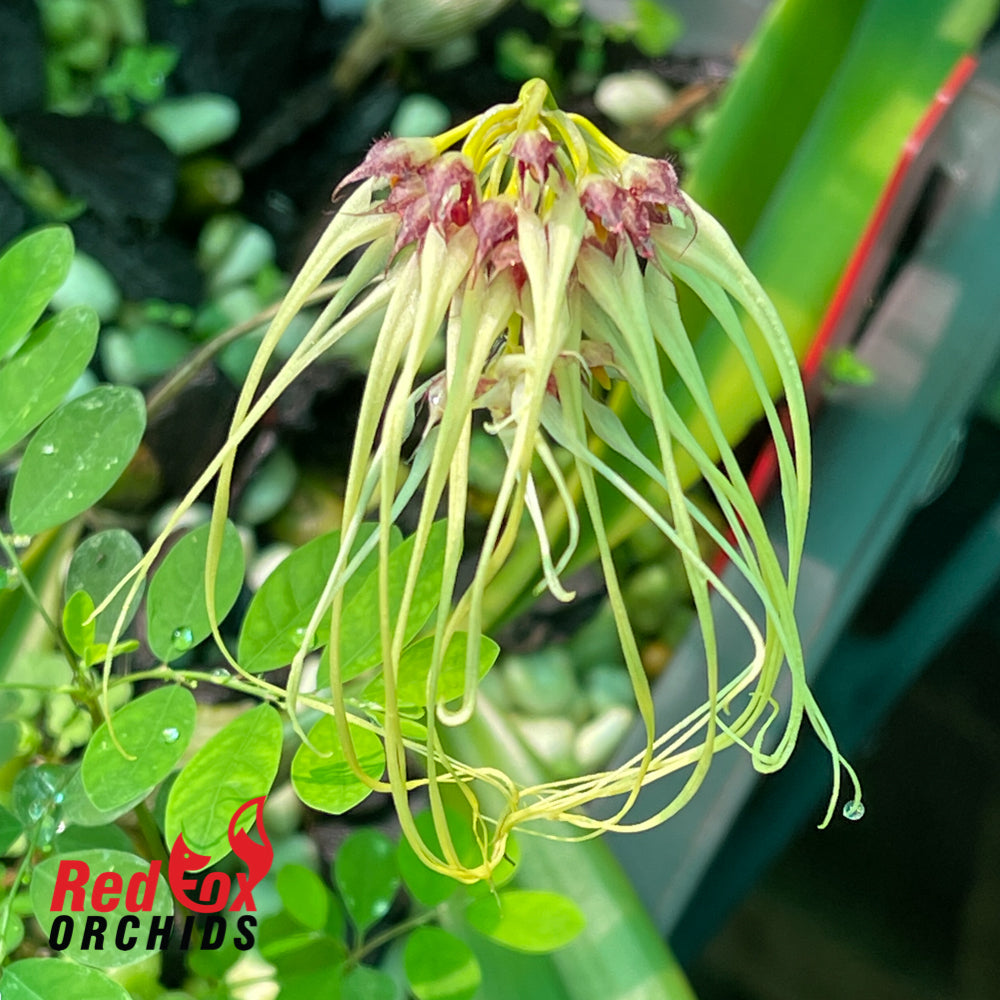 Bulbophyllum Worayuth White Fang